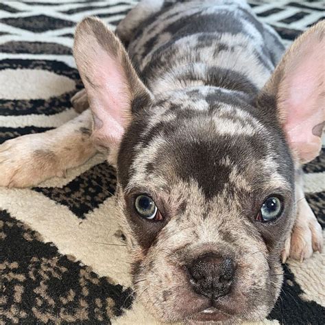 buldog francuski blue merle|Blue Merle French Bulldog